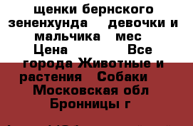 щенки бернского зененхунда. 2 девочки и 2 мальчика(2 мес.) › Цена ­ 22 000 - Все города Животные и растения » Собаки   . Московская обл.,Бронницы г.